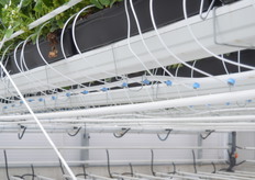 Frisse slangetjes voor de watergift.