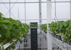 De bestuivers in de kas hadden droger dan buiten.