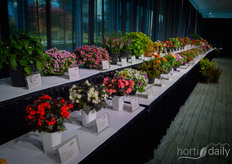Een showcase met diverse sierplanten ...