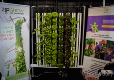 Sla in Growfoam van Foamplant in teelttorens bij ZipGrow