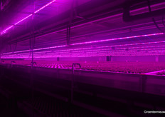 De welbekende paarse gloed.