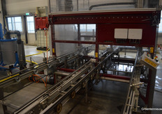 Na het opkweken worden de plantjes uitgezet van 200 plantjes per vierkante meter naar 20 per vierkante meter.