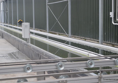 … om vervolgens de kas in te ‘zwemmen’.