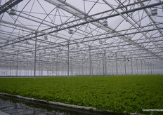 Ook in de kas LED-lampen voor belichting als de zon alleen niet afdoende is, terwijl een energiedoek en een verduisteringsdoek ook hun bijdrage leveren aan het juiste groeiklimaat.