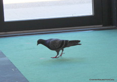 Niet alle 'duiven' waren meer op de Dam.