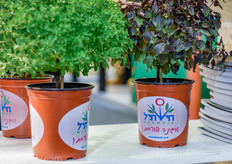 Sierteelt op stand van het Israëlische Hishtil.