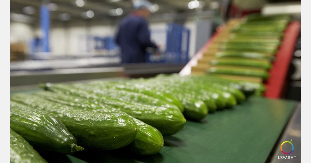 "Luchtvrachtcapaciteit beperkt overzeese paprikaexport, komkommers in