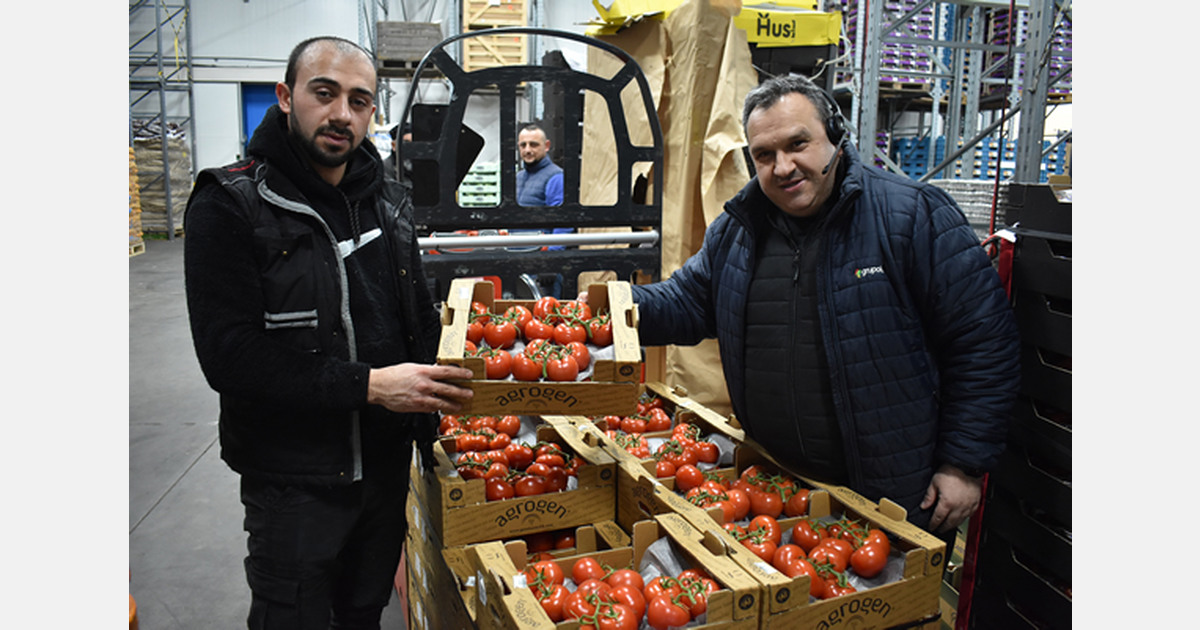 &laquo;Tyrkiske vintomater dyrket på den nederlandske måten&raquo;