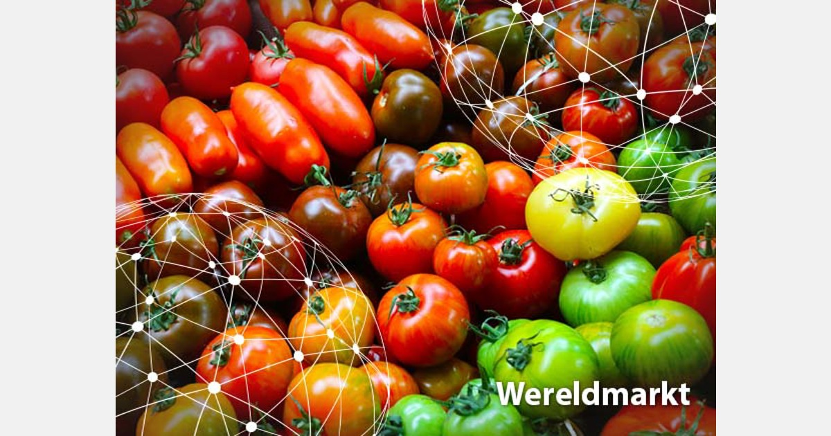 Panoramica del mercato globale dei pomodori: ritardi e virus