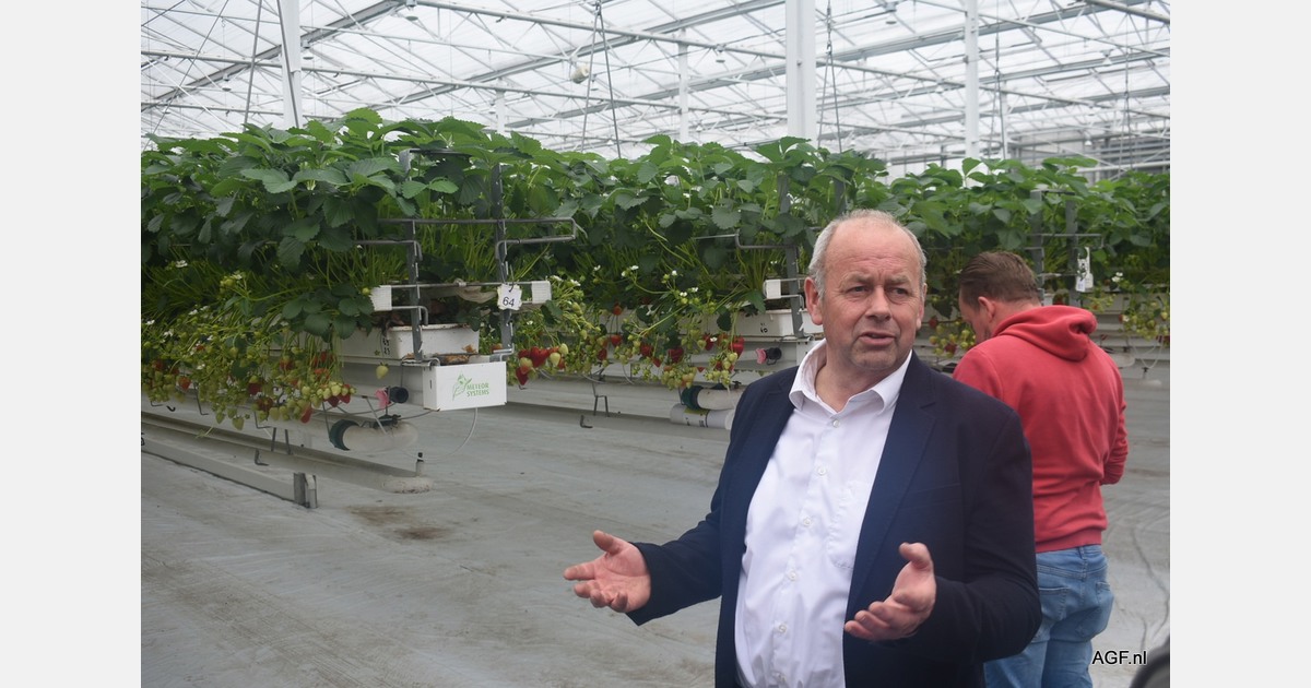 Coöperatie Hoogstraten opent aardbeienseizoen met 'prijzen waarmee de handel mooi op kan starten'