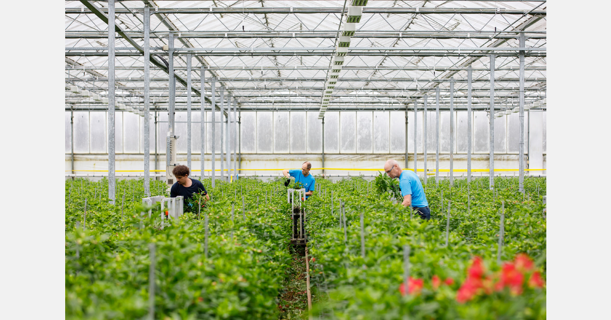 Vijf kwekers in Noordoostpolder openen hun deuren tijdens Kom in de Kas