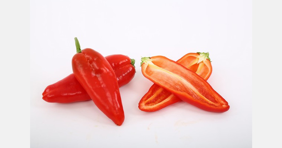 &laquo;Målet vårt er å ha et fullfargespekter av frøfri minipepper innen tre år&raquo;