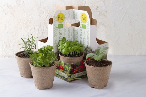 Piantine aromatiche da agricoltura biologica da coltivare in casa