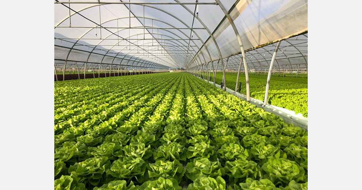 In Italia la carenza di spinaci è parzialmente compensata dalla coltivazione idroponica
