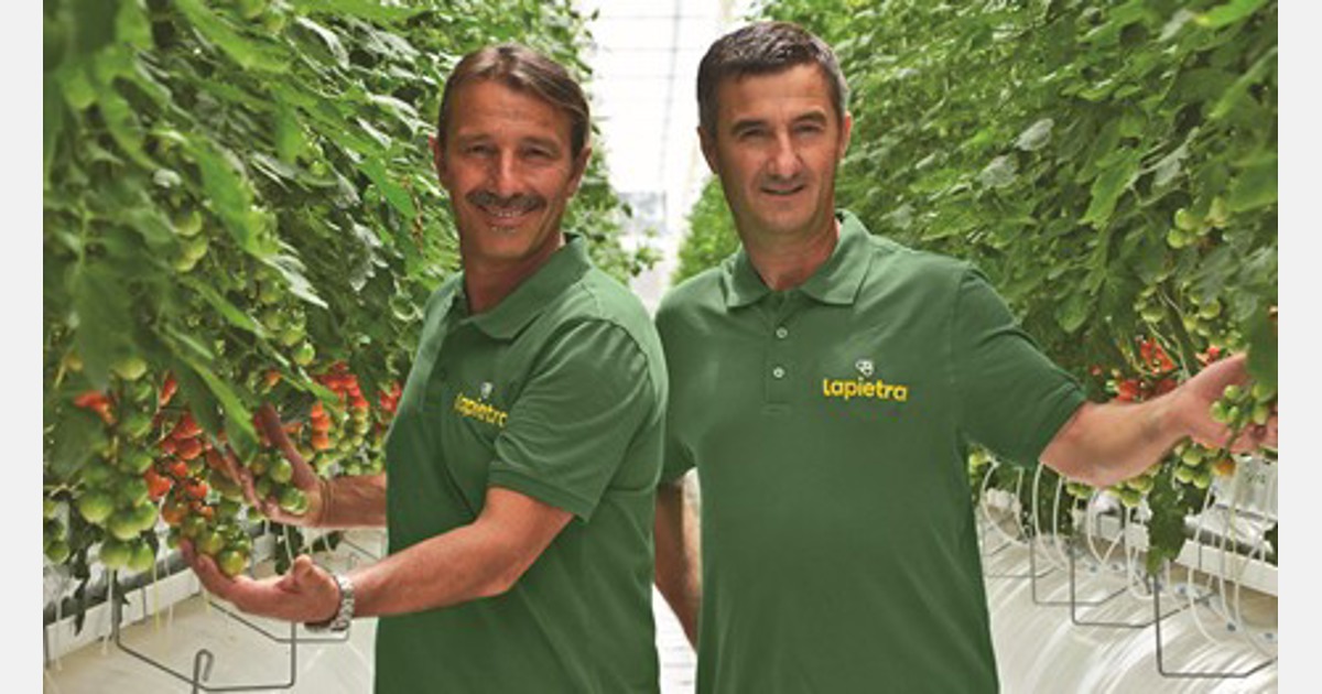 Coltivazione di pomodori ad alta tecnologia nel Sud Italia grazie alle serre olandesi