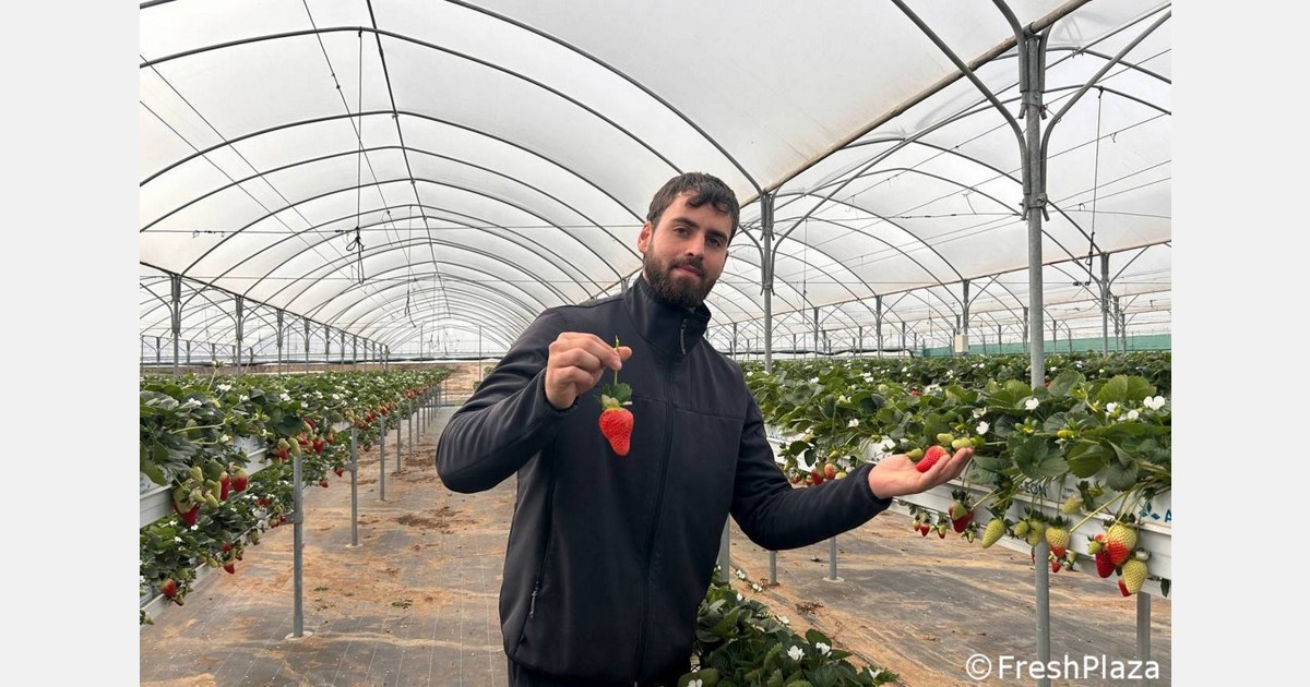 La coltivazione del substrato delle fragole sta acquistando importanza nel Sud Italia