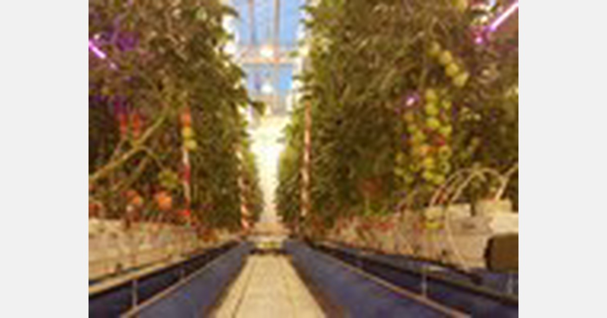 &laquo;Vi vokser bærekraftig og øker produksjonen med kunstig lys og energilagring&raquo;