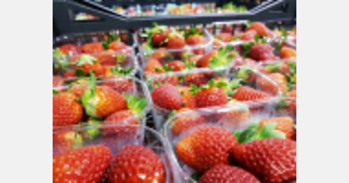 CRISPR-Cas påførte jordbær for første gang i Norge