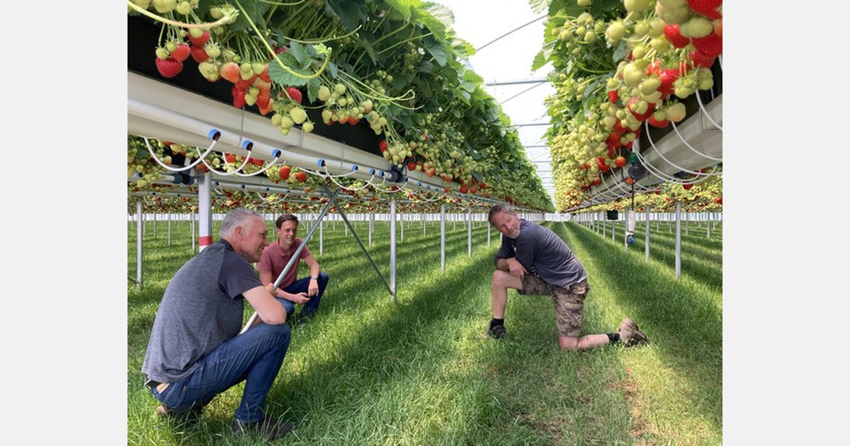 Lachende gezichten in Nispen bij eerste oogst met nieuw teeltsysteem