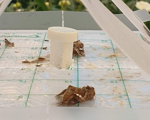 Nieuwe feromonenlijn SemeonPro werkt langer én lokt mannelijke en vrouwelijke insecten