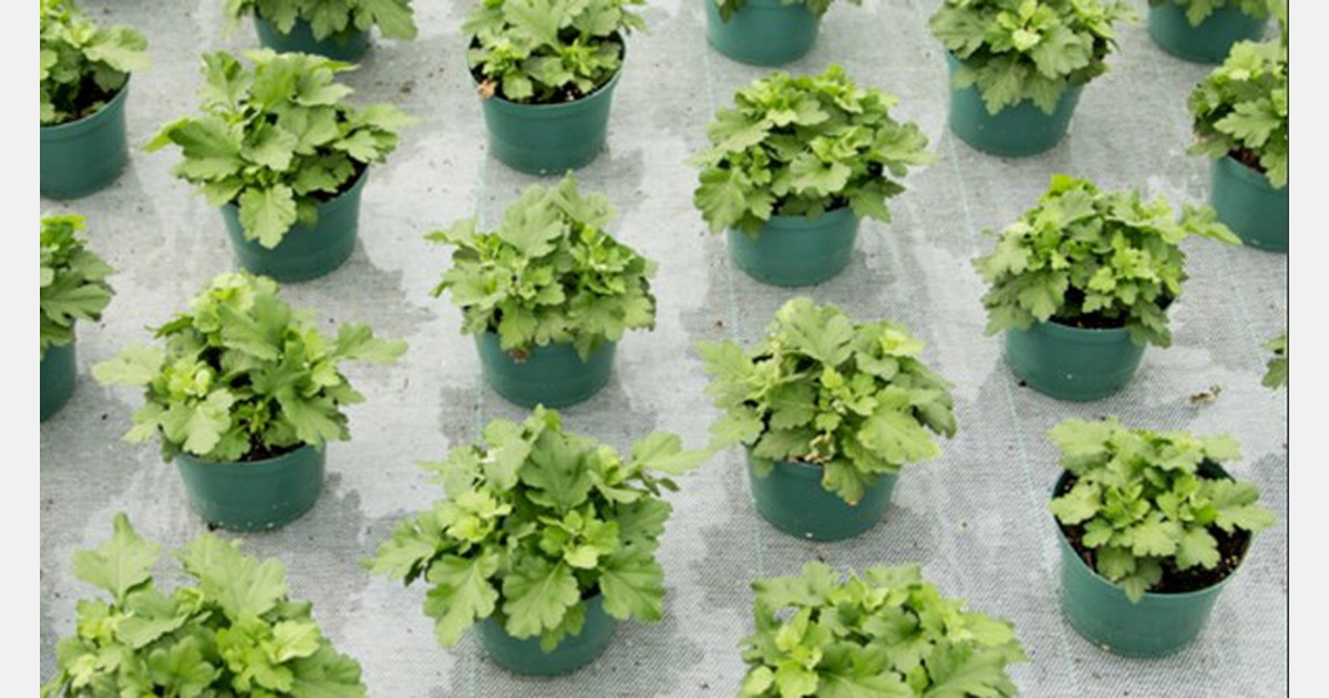 Wat zijn de perfecte omstandigheden voor een plant?