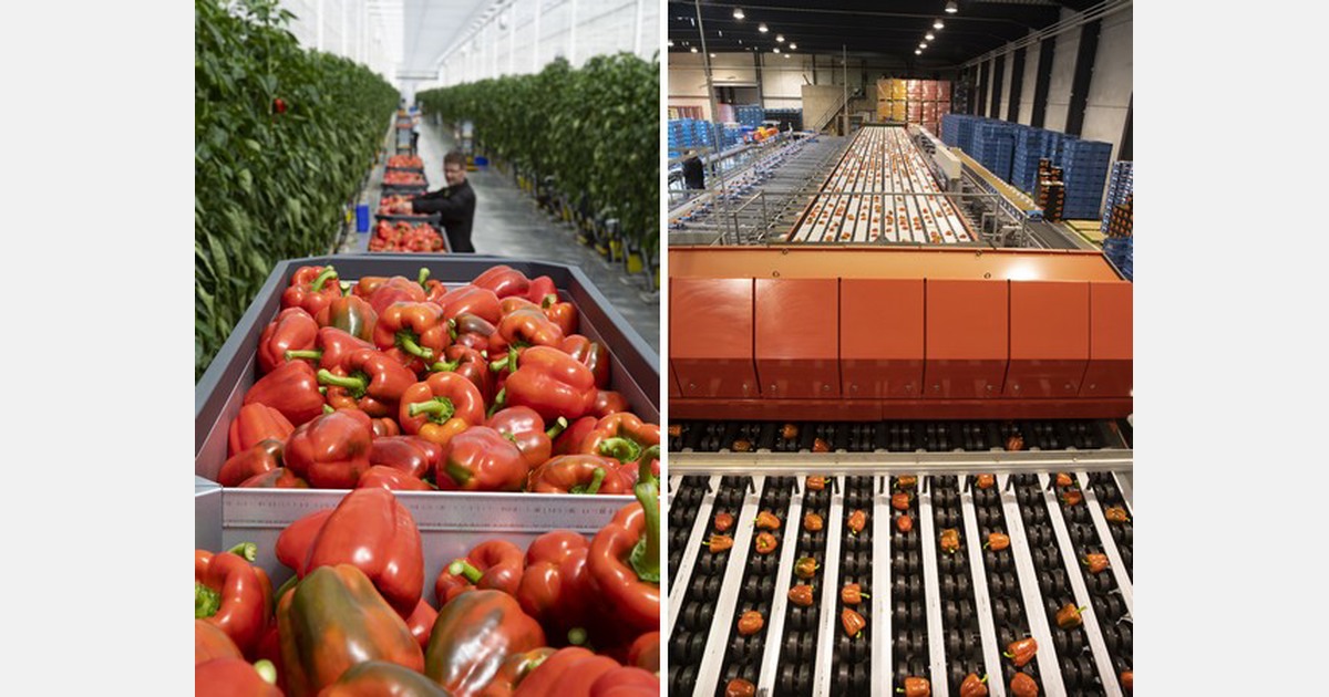 Paprika's uit 55 hectare kas van plant naar schap in 24 uur