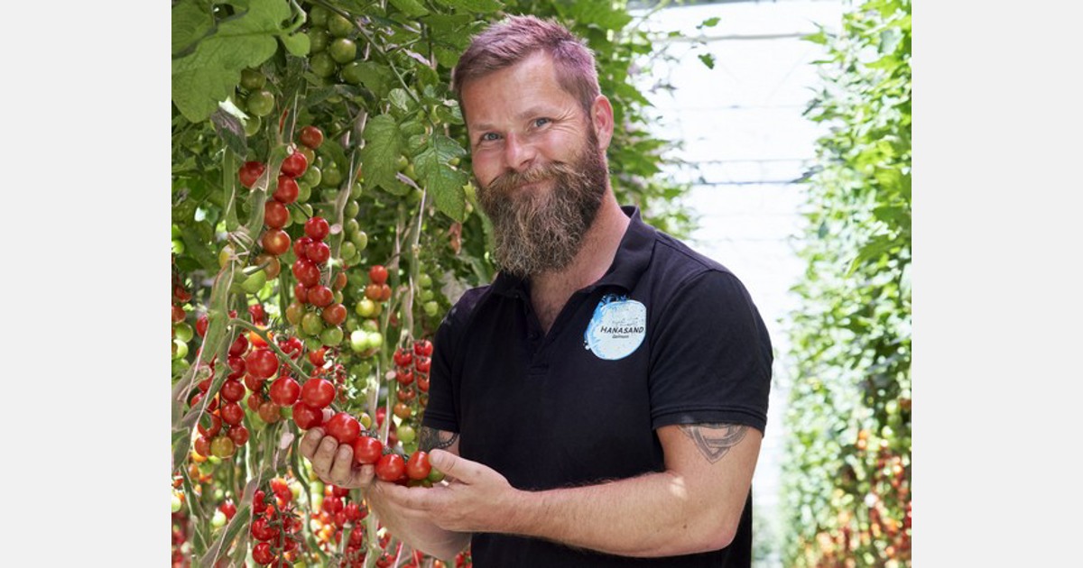 Norsk tomatdyrker øker produksjonen etter å ha valgt LED
