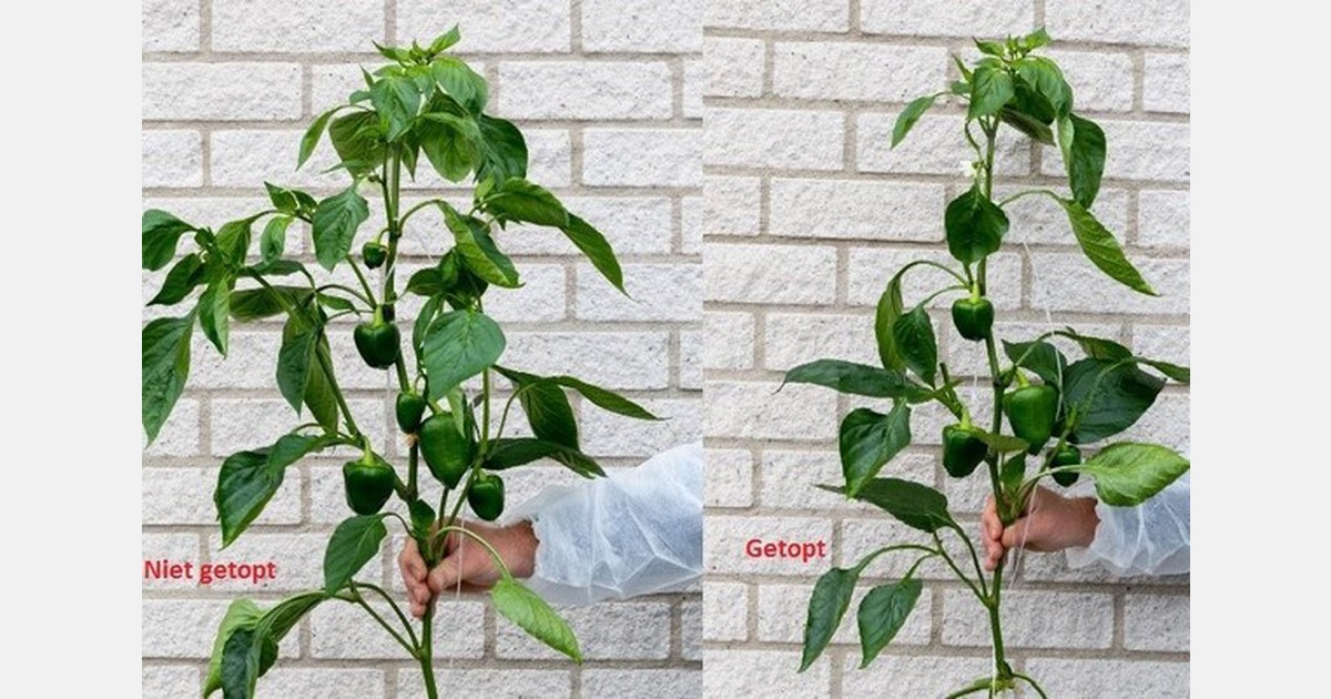 Beter toppen en bijvoeren helpt Orius in paprika