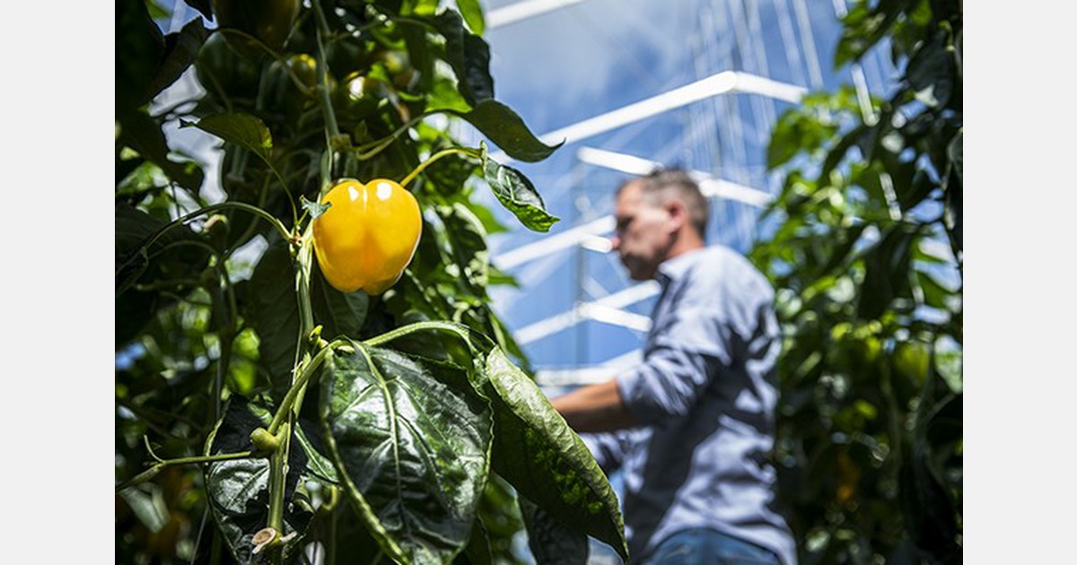 “Nederlands paprikaseizoen meer gefaseerd dan ooit van start”