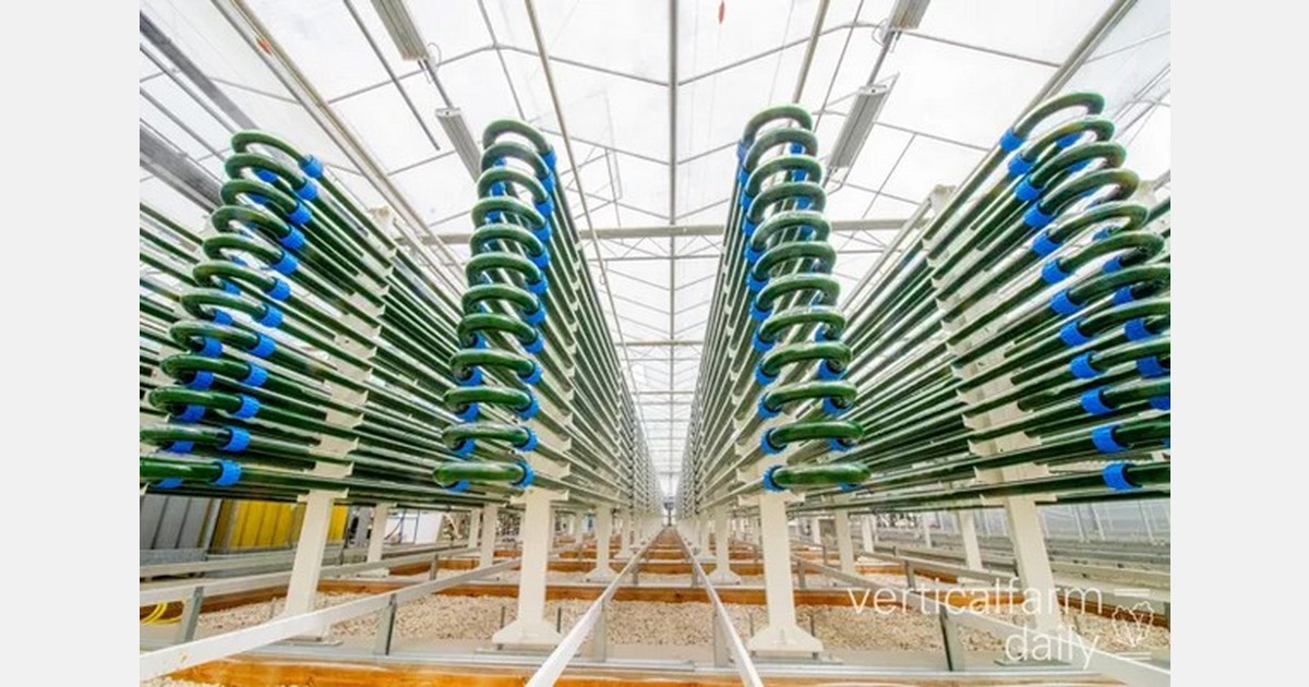 Hoe krijg je de consument aan de algen?