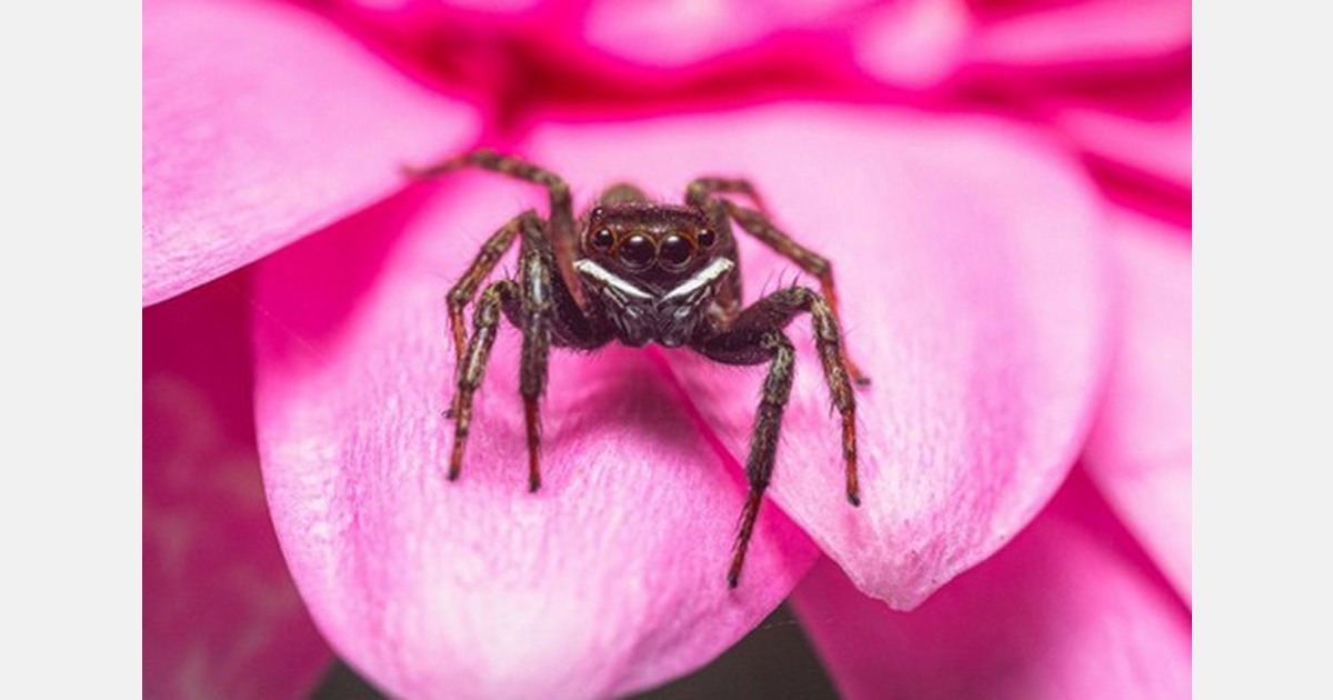Hoe kunnen natuurlijke vijanden nóg effectiever worden?
