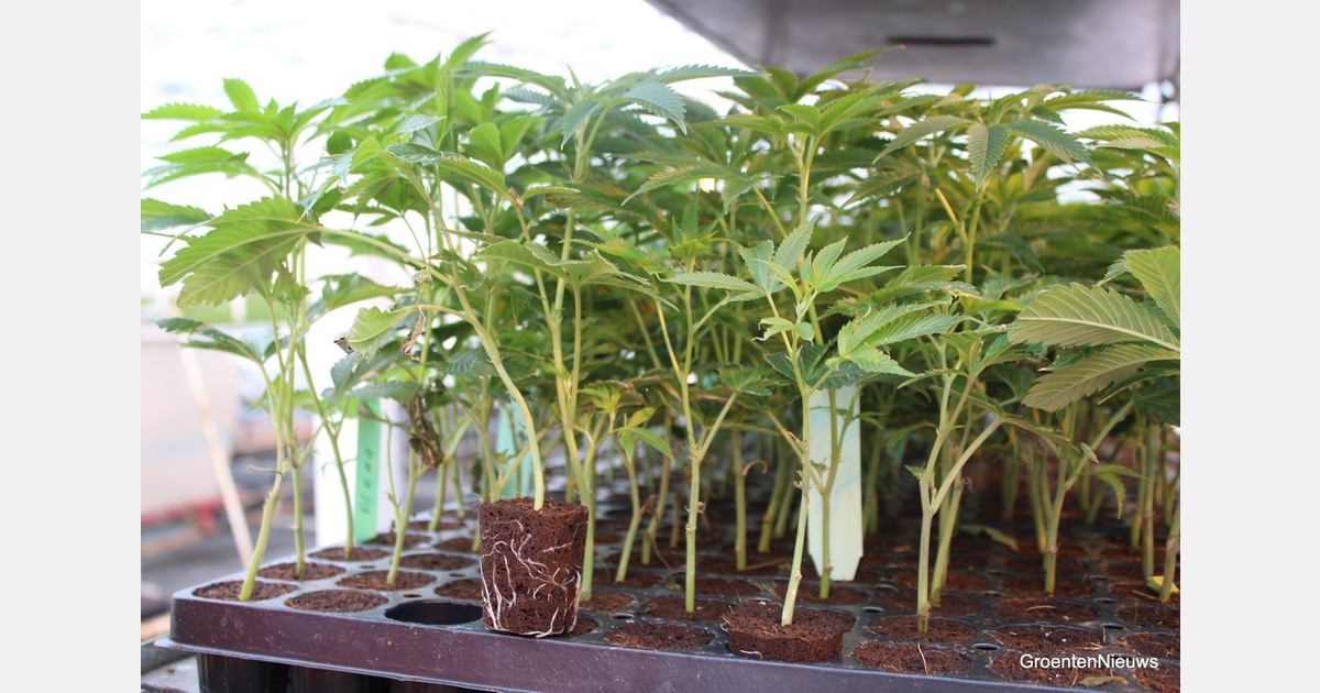 Minister over geuroverlast cannabiskas Hellevoetsluis: 