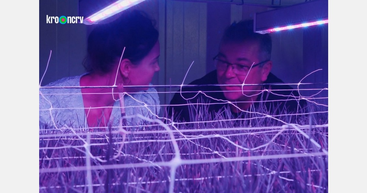 Saffraan uit Hollandse polder en van onder LED