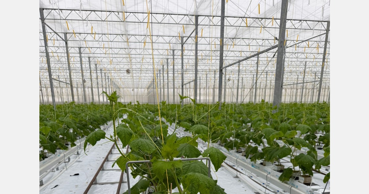 Ties Verbaarschot koopt tomatenkwekerij in Wellerlooi