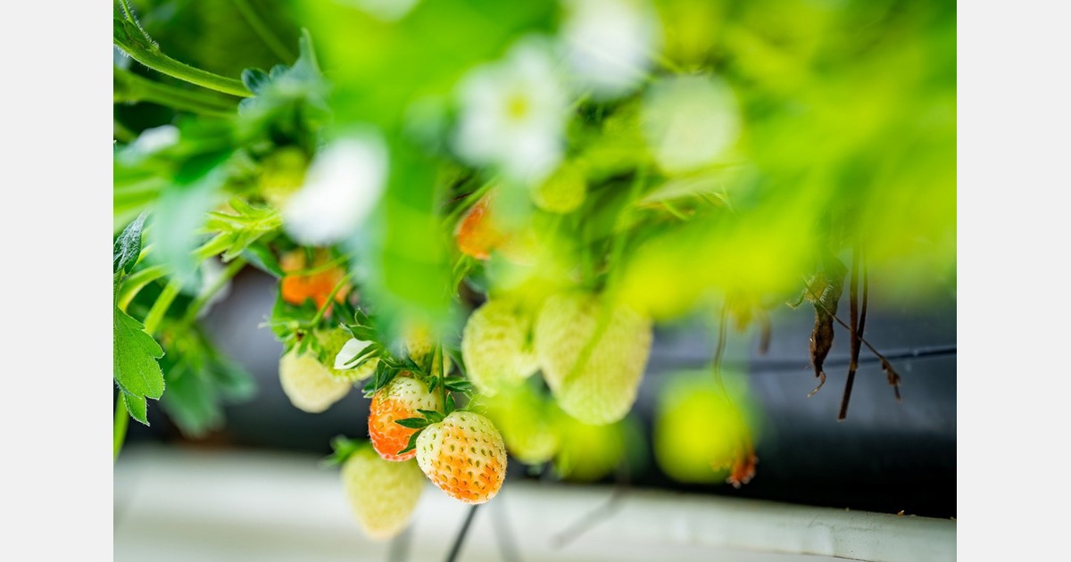 Toename meldingen Veilig Buitengebied: drugscriminaliteit blijft punt van zorg