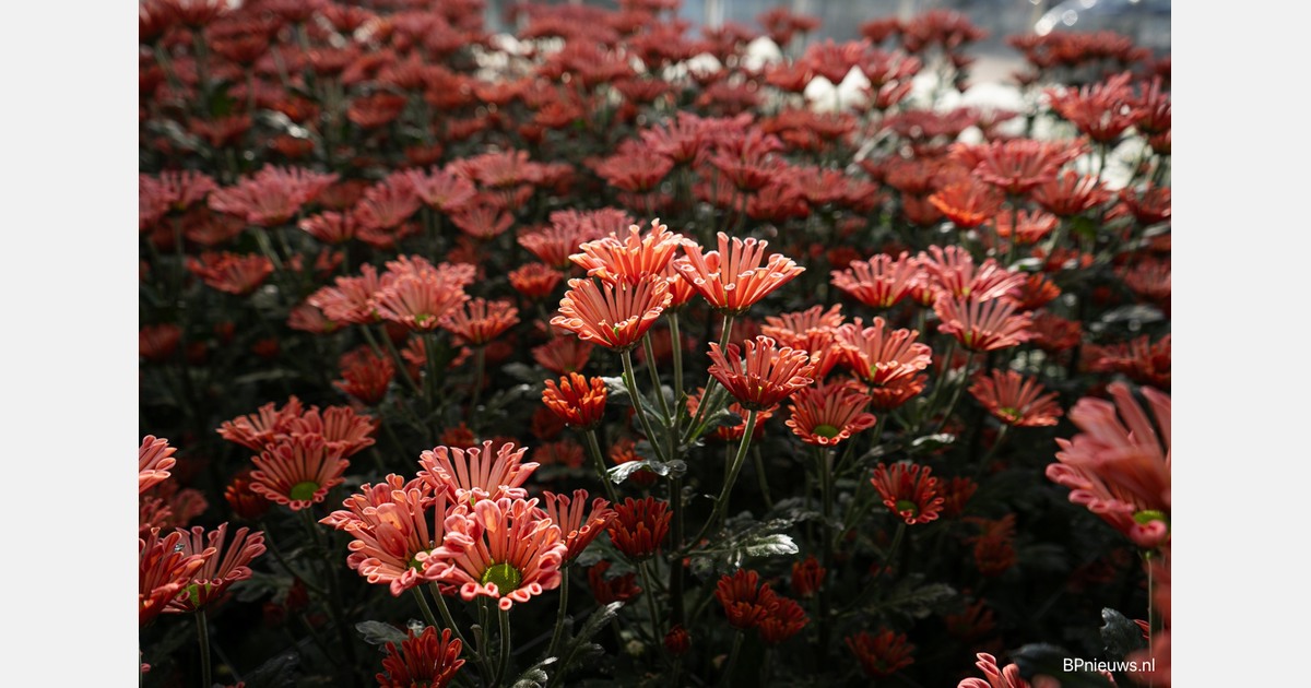 Kleinkinderen wonen straks op oude kwekerij van opa