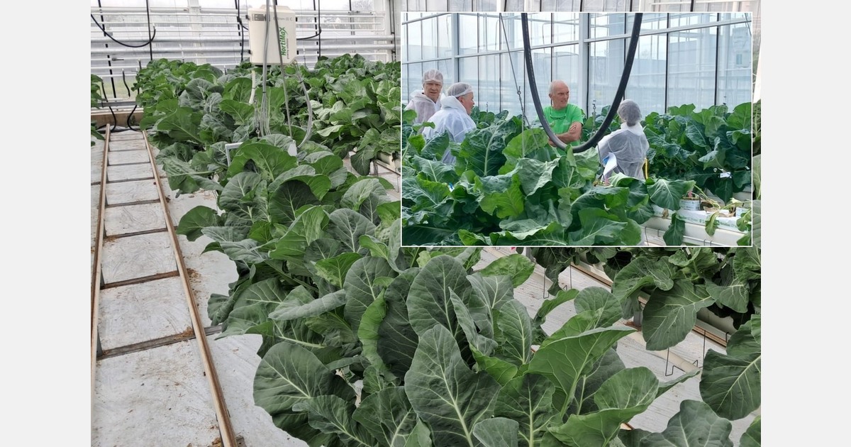 Nieuwe inzichten over rassen en klimaat substraatteelt serrebloemkool