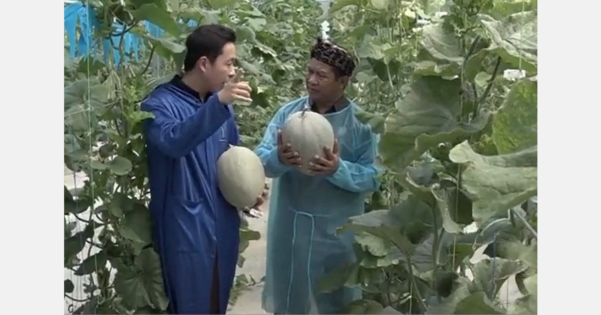 Batang melon ditemukan di rumah kaca Indonesia