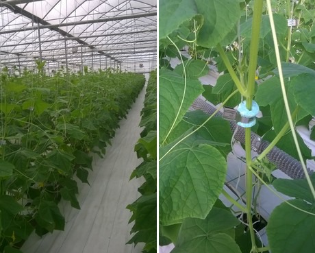 Image result for site:hortidaily.com qlipr