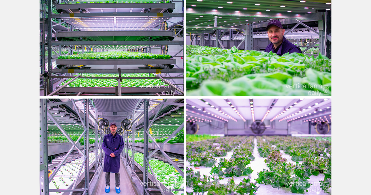 50 grams salatblandinger blomstrer på Island