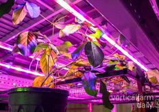 SIF teelt binnen jack beans