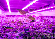 Ze analyseren of chrysanten profiteren van hun eigen afvalstromen