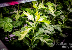 Chrysanten geteeld op meststoffen uit hun eigen afvalstroom