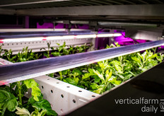 Het grootste deel van het teeltsysteem maakt gebruik van LED-belichting die oorspronkelijk is ontwikkeld voor de aardbeienteelt.