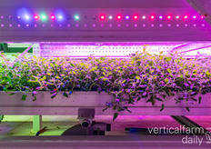 Kattenkruid wordt geteeld op veenvrij substraat