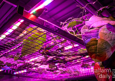 De bonen worden getest voor thuisdialyse van nierpatiënten