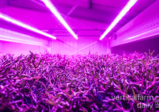 SIF test zilte groenten uit de zee