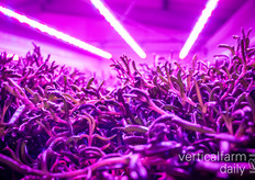 Proeven met zeebananen